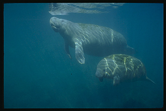 Img0029.jpg (51827 bytes)