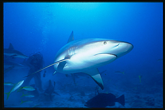 Img0056.jpg (51827 bytes)