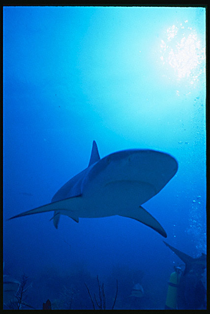 Img0057.jpg (51827 bytes)