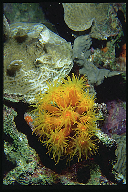 Img0067.jpg (51827 bytes)